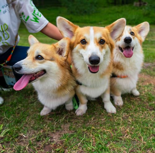 Starter Box (small dog)