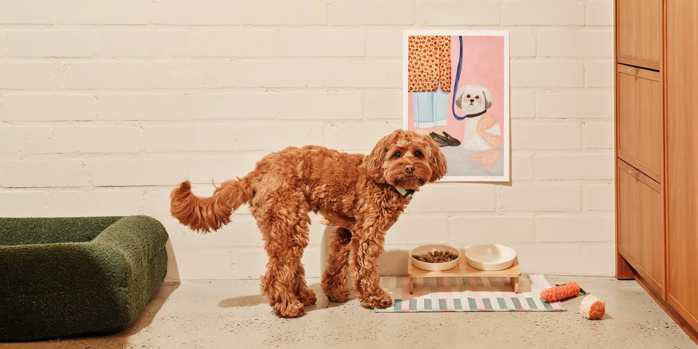 A curly dog standing in a living room next to a food bowl