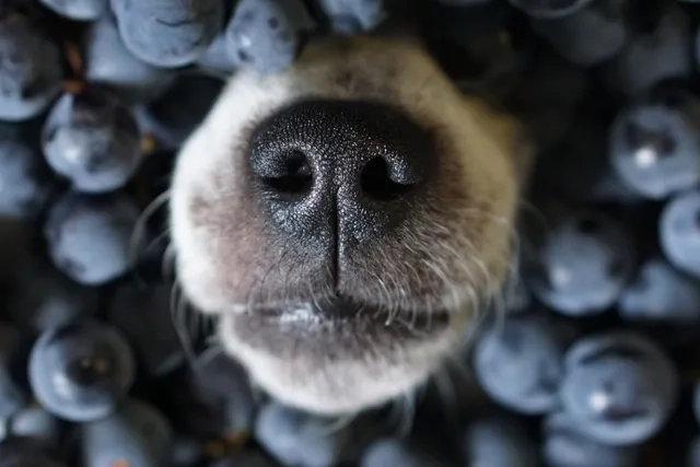 A dog nose among blueberries