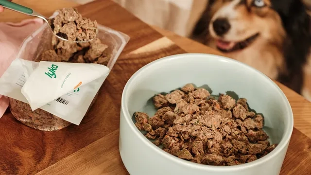 A dog waiting to be fed a bowl of Lyka meal