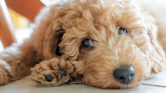 A miniature poodle lying on the ground