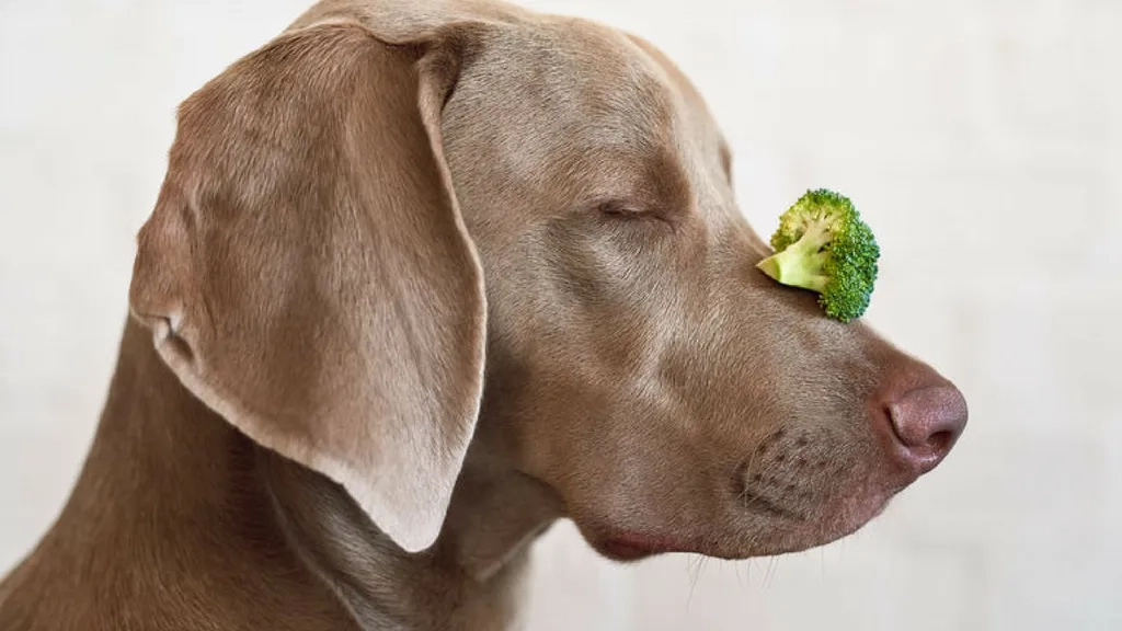 A grey dog balancing broccoli on its nose
