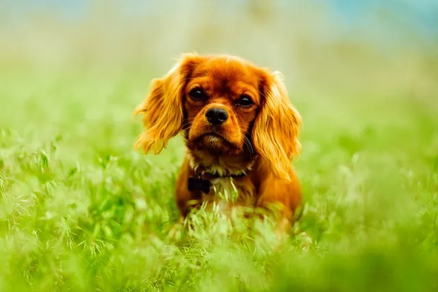 A cavalier king charles spaniel sitting in long grass