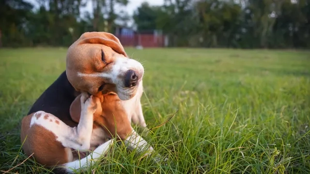 A beagle scratching its ear on the grass