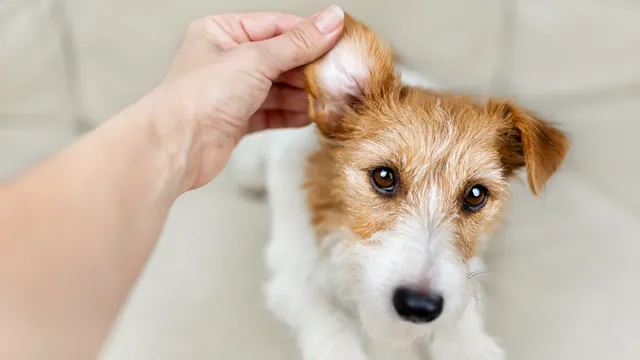 A hand scratching behind the ear of a white and tan terrier