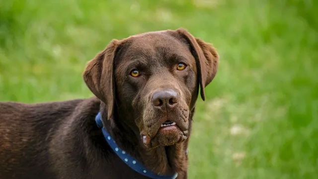 A chocolate labrador looking into the camera