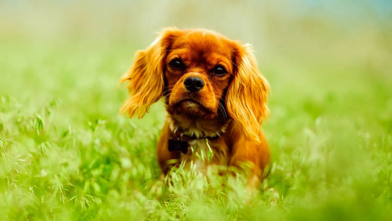 A cavalier spaniel sitting in bright green grass