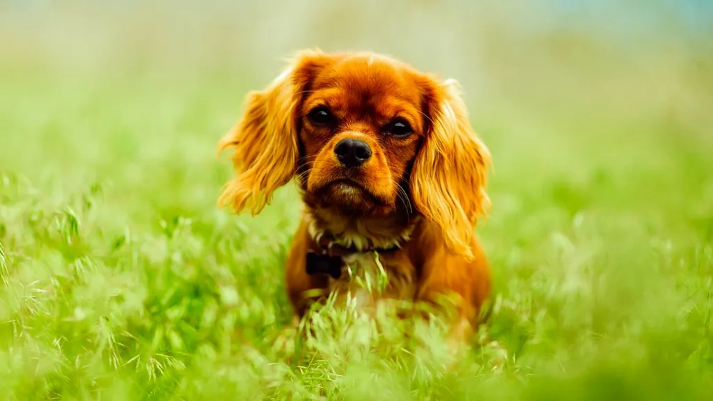 A long-haired dog with a golden coat in the grass