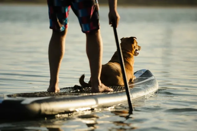 A person on a paddle board with a small dog