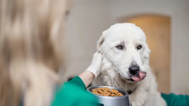 A white dog being petted while a bowl of Lyka sits beside it