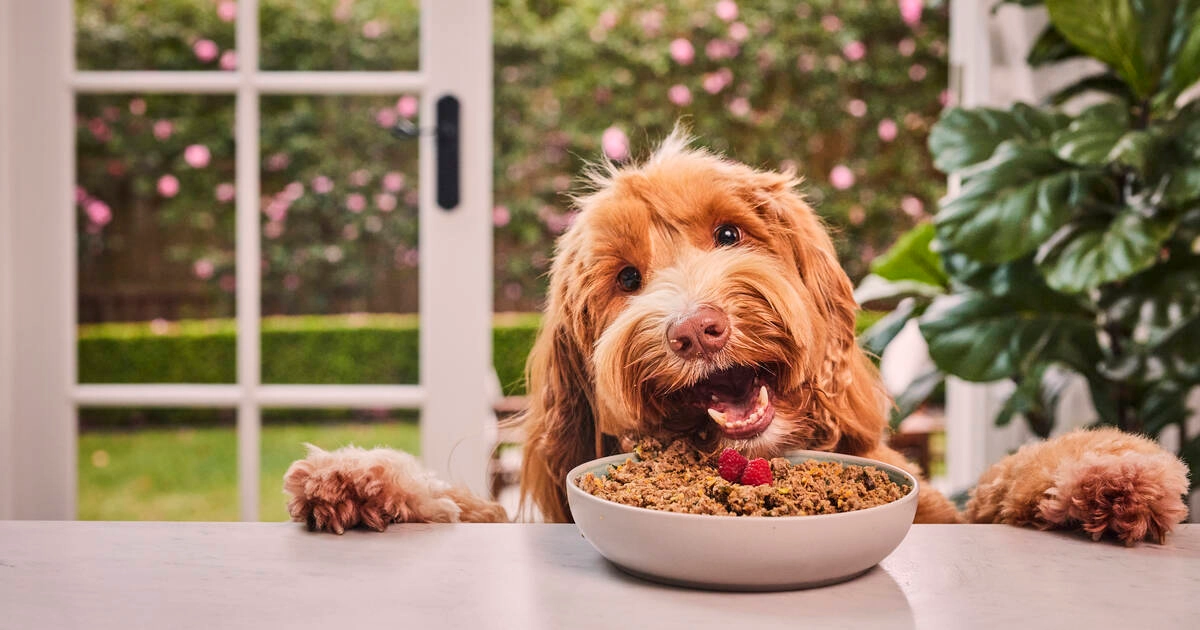 A fluffy dog at a table with its paws up and a bowl of food in front of it