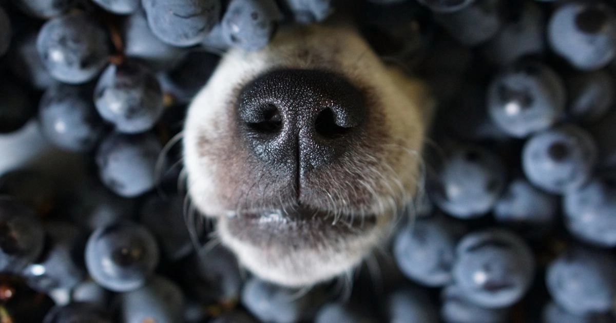 A dog nose resting on a pile of blueberries